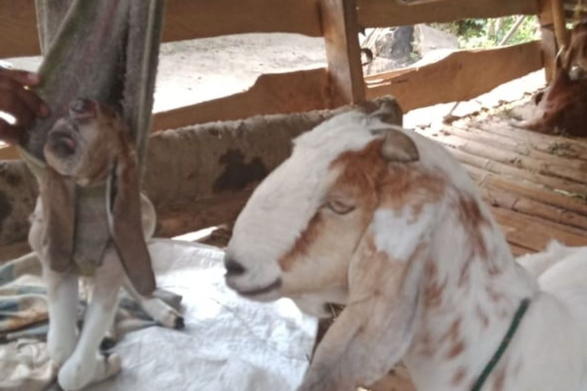 Kambing bermata satu dan tanpa  hidung hanya bertahan dua hari