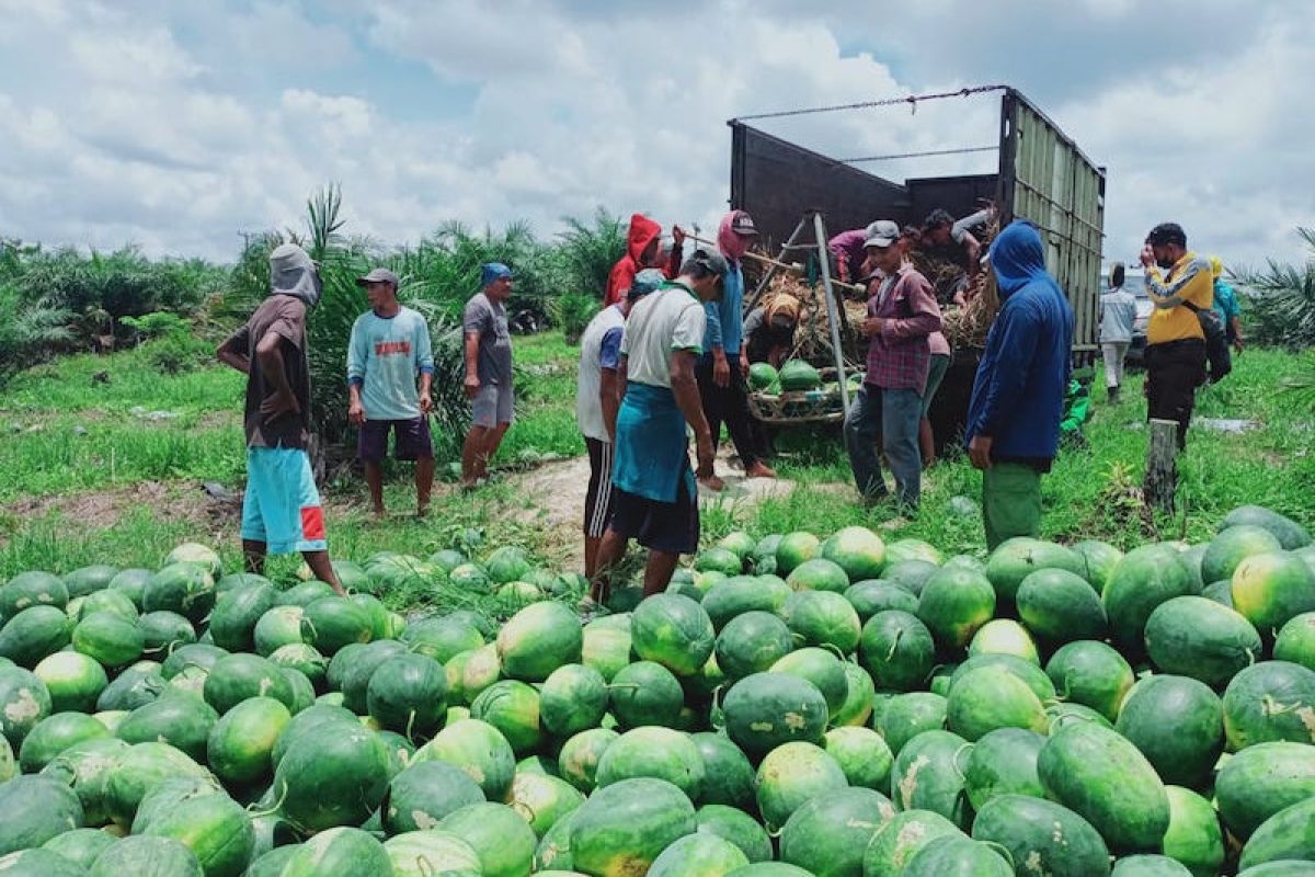 Petani program DMPA budidayakan semangka