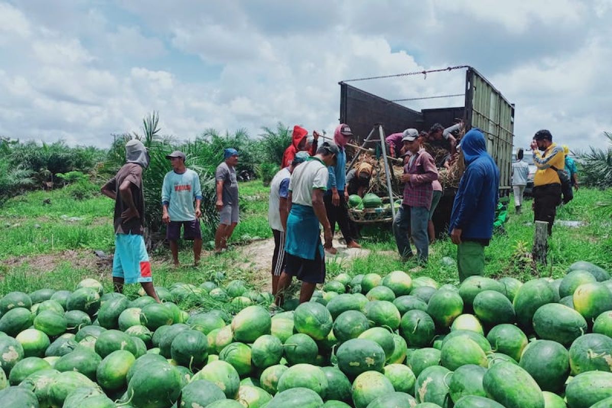 Petani Desa Makmur Peduli Api berhasil budidayakan semangka, panen hingga 20 ton
