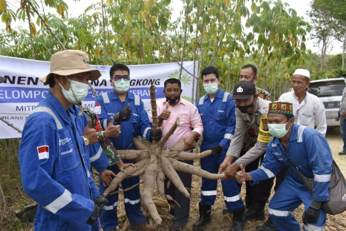 Petani binaan Medco E&P Malaka panen ratusan ton ubi kayu