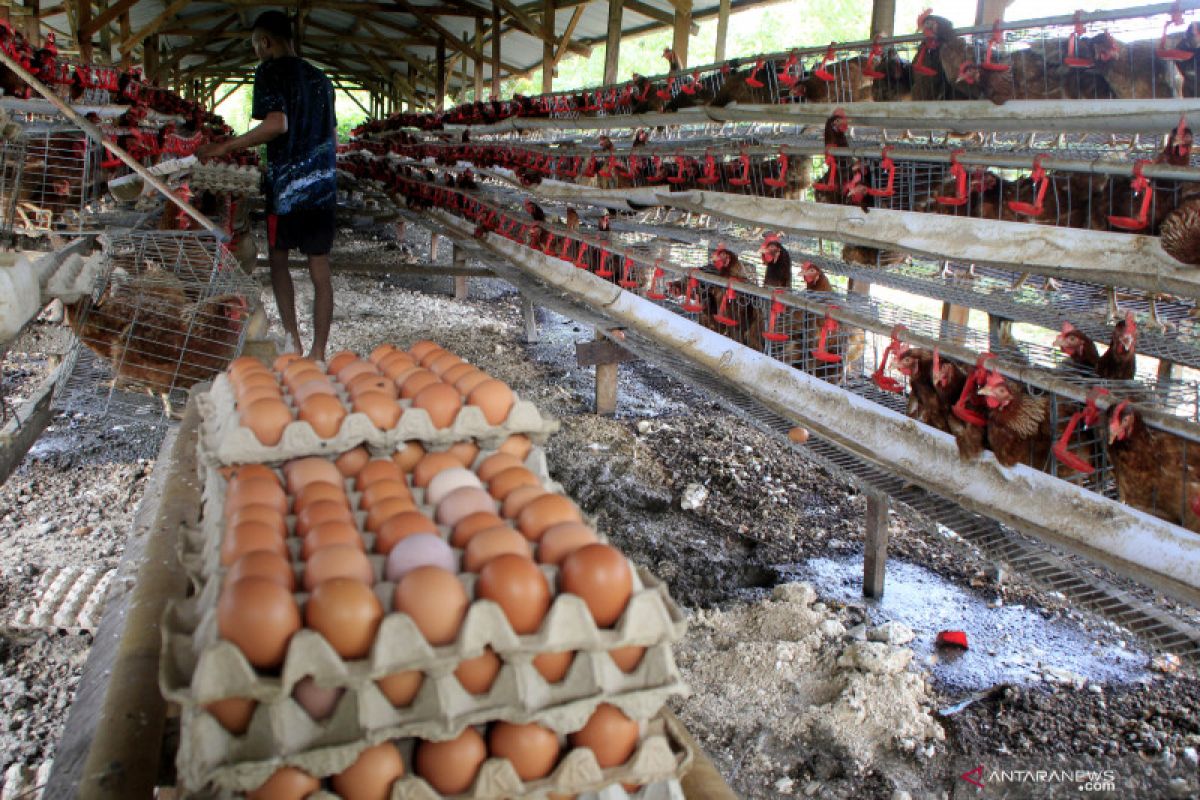 Kementan akan pangkas pasokan ayam guna stabilkan harga