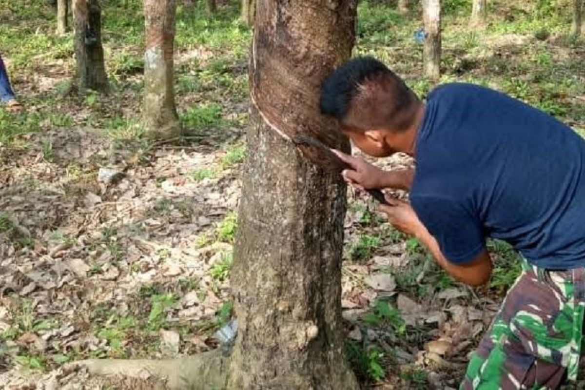 Anggota TMMD Ke 110 ikut bantu warga menoreh pohon karet