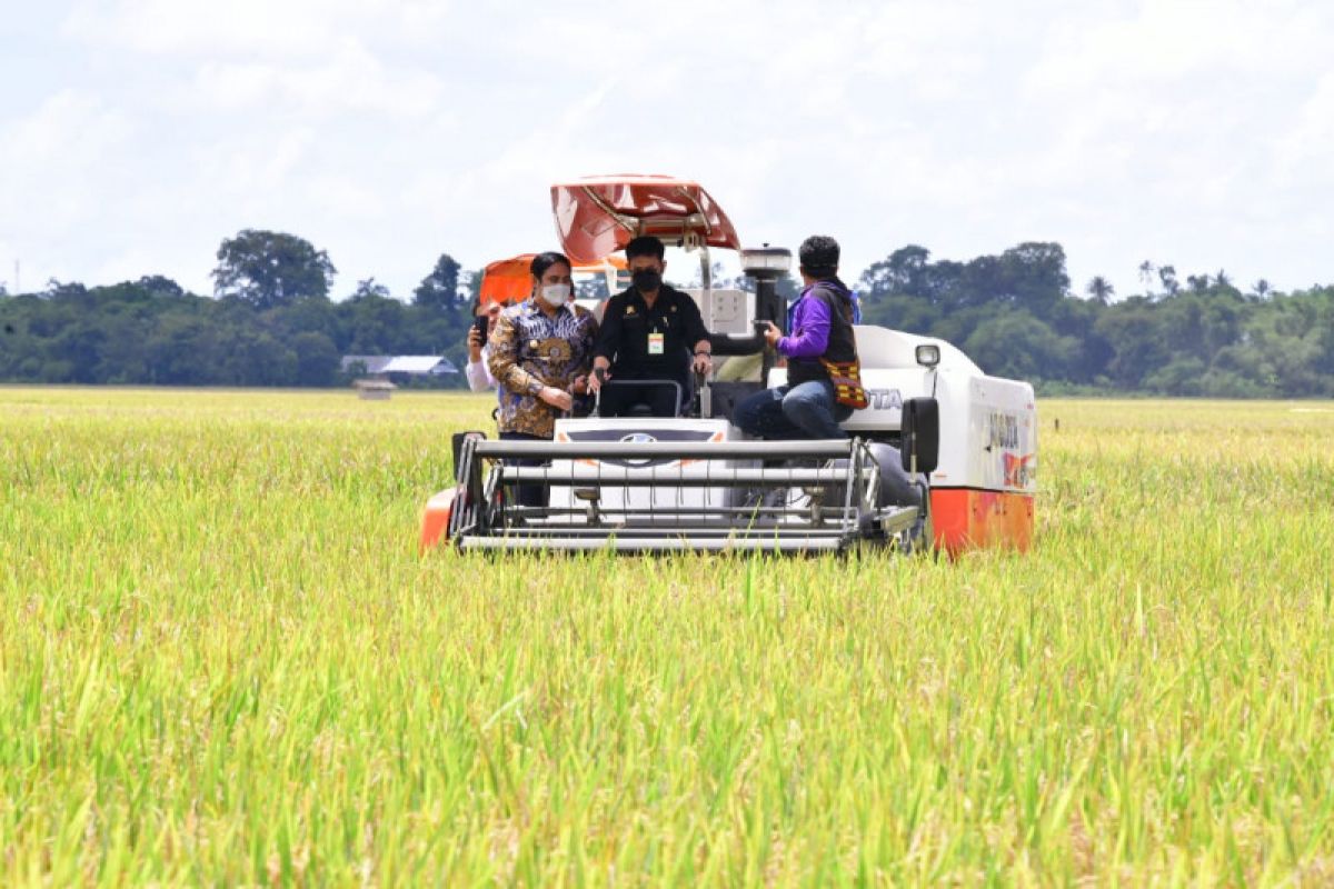 21.950 hektare sawah Sulsel telah panen per Maret 2021