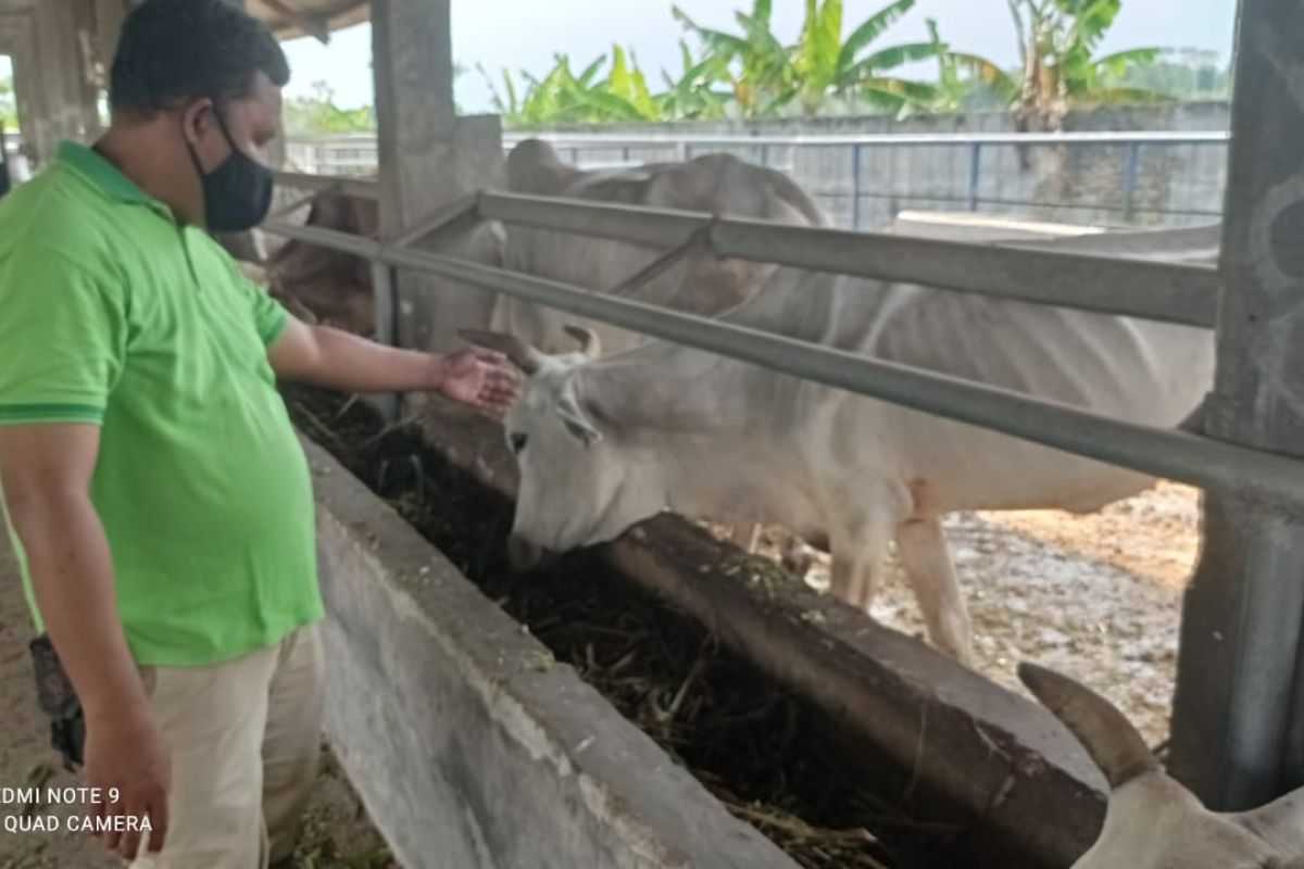 Pemkab Lebak lampaui target lelang bibit kerbau dan sapi melalui KPKNL