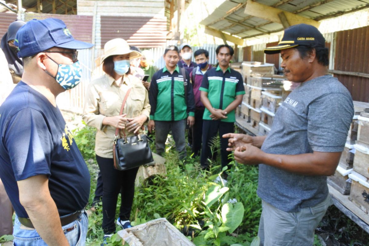 Pemkab Sintang kembangkan madu kelulut