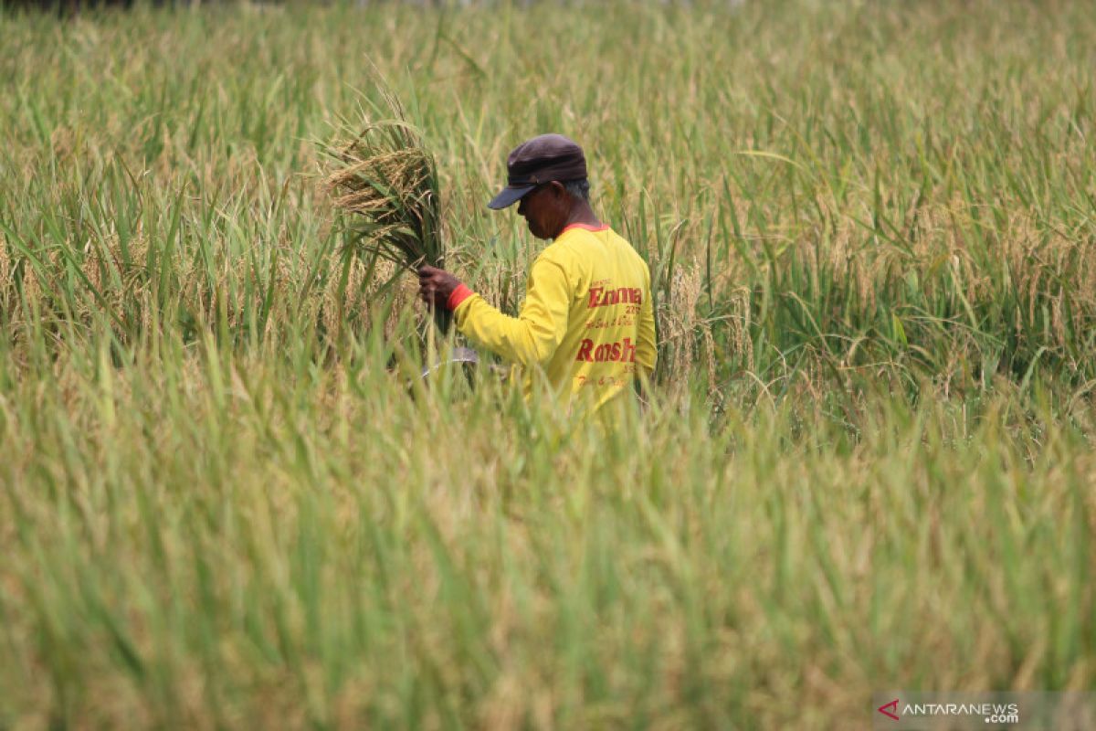 Kementan berupaya jaga produksi dan kesejahteraan  petani