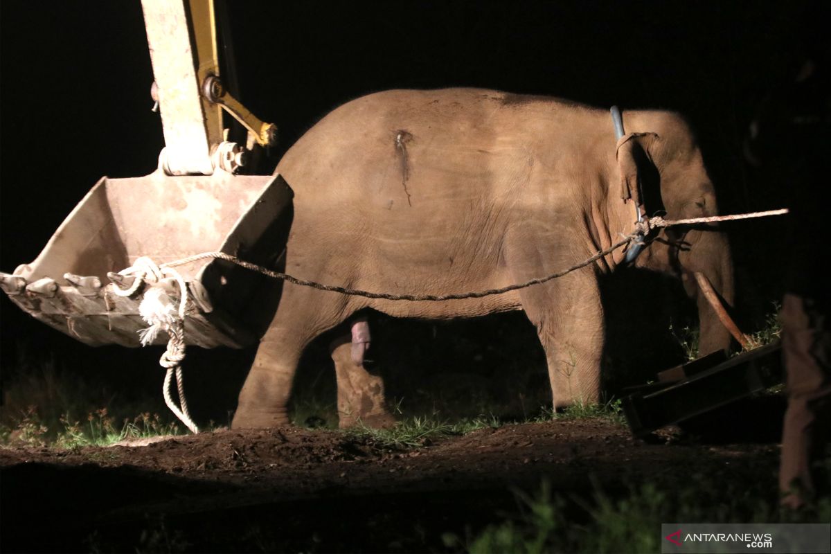 Gajah sumatera terluka di Aceh Timur