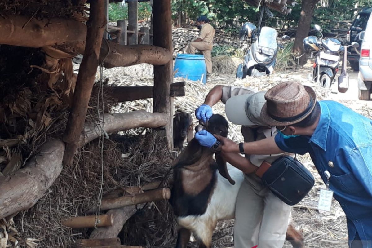 Cegah penyebaran antraks, 4.951 ternak  di Gunung Kidul divaksin