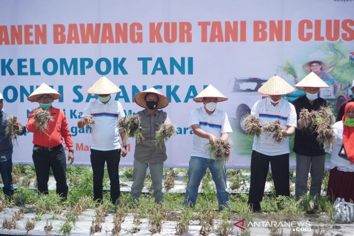 BNI kucurkan KUR untuk petani bawang di Nagari Kamang Mudiak Agam