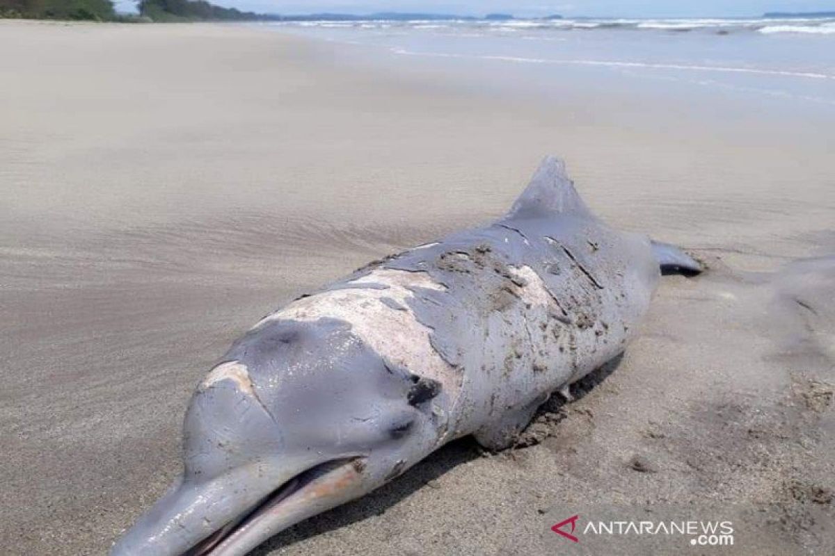Seekor lumba-lumba tercecer dari kelimpoknya dan mati terdampar di pantai