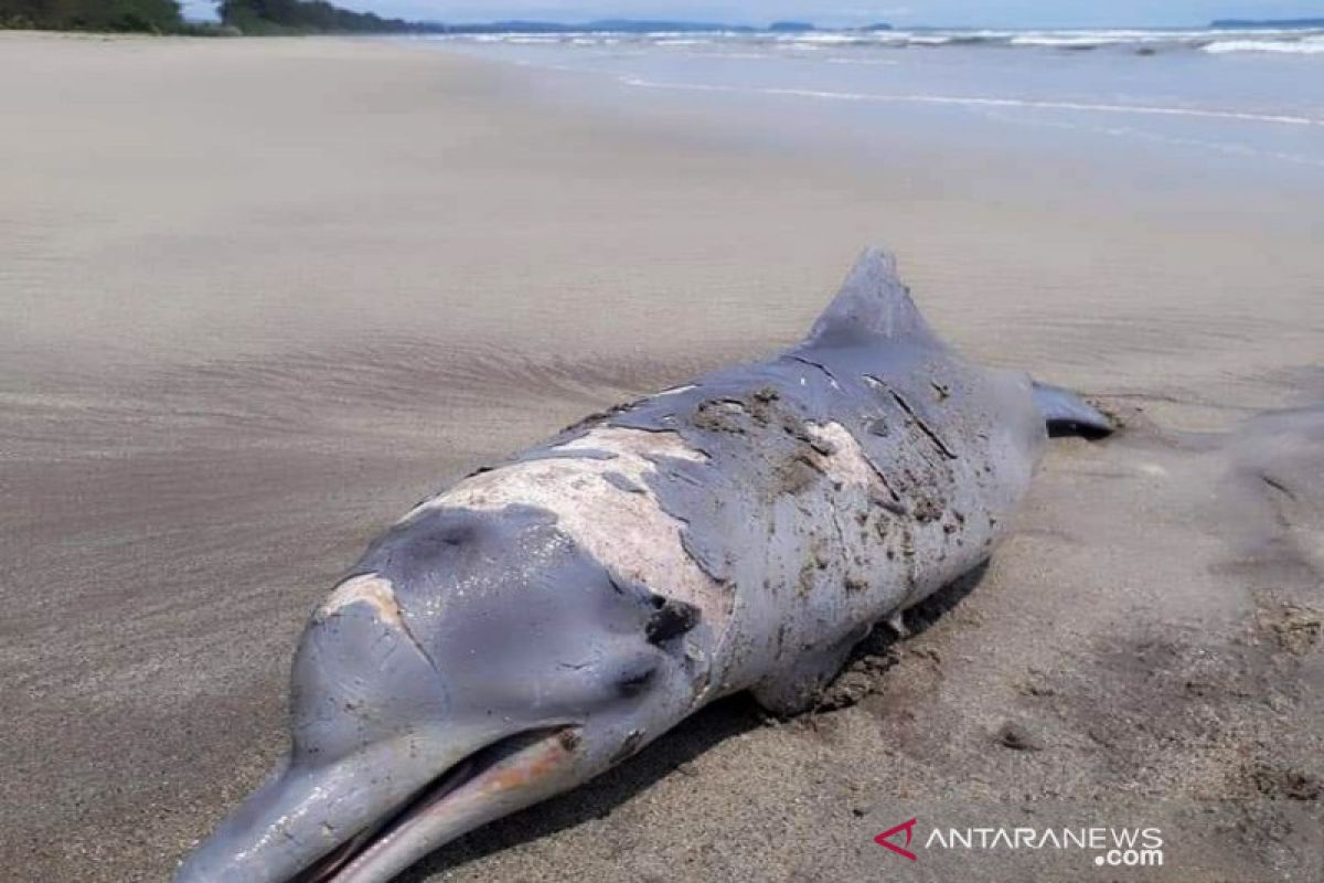 Seekor lumba-lumba mati terdampar di pantai Tapanuli Selatan Sumut