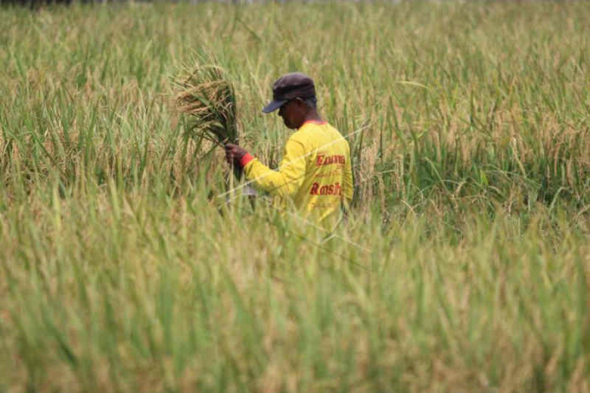 Harga gabah petani Cirebon di bawah HPP