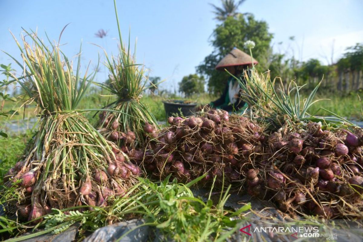 Produksi bawang merah Agam meningkat 1.928 ton