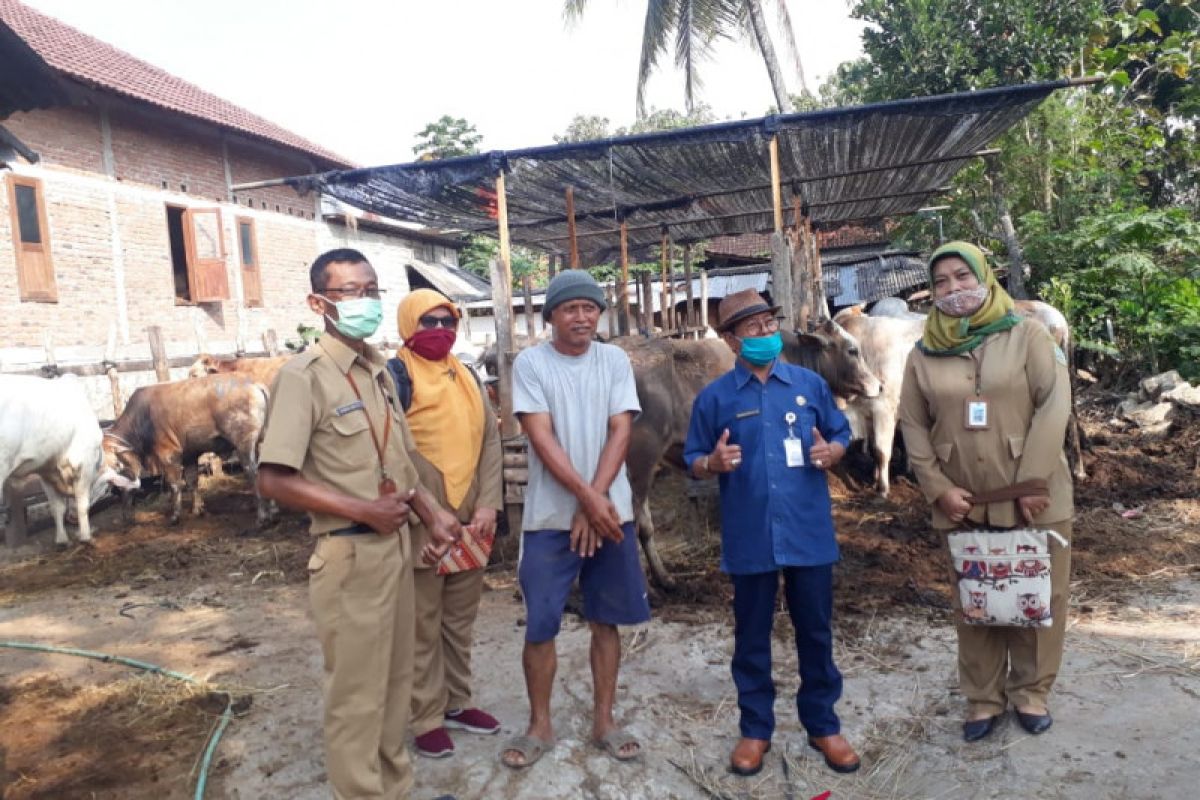 Gunung Kidul mengintensifkan inseminasi buatan tingkatkan populasi sapi