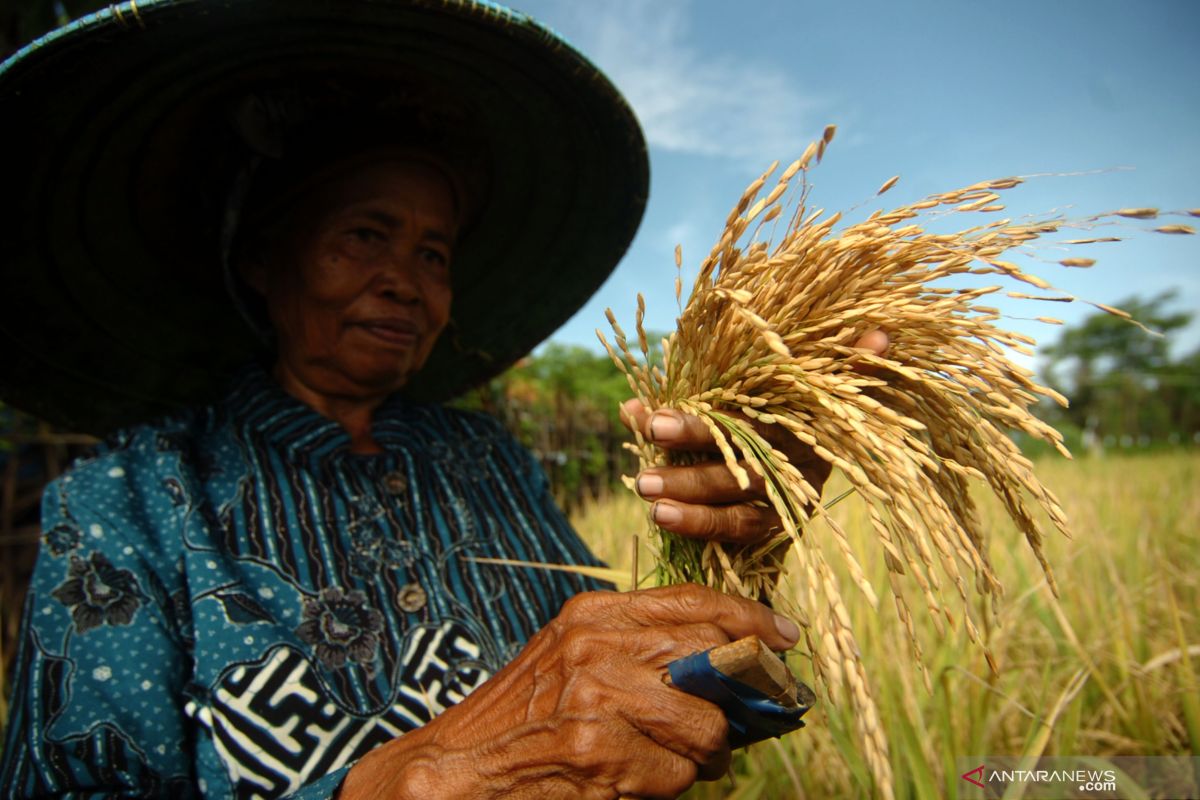 Kebijakan impor beras jangan korbankan petani