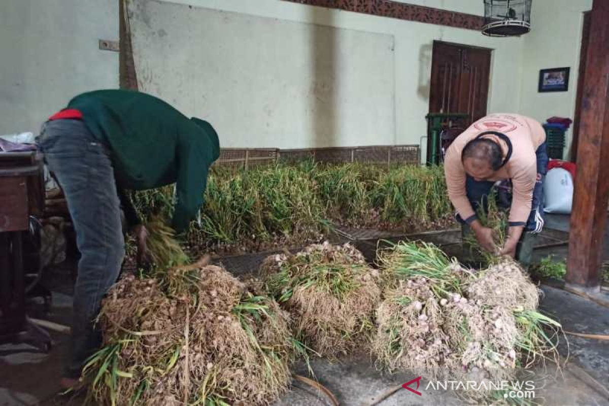 Petani Temanggung berharap harga bawang putih naik