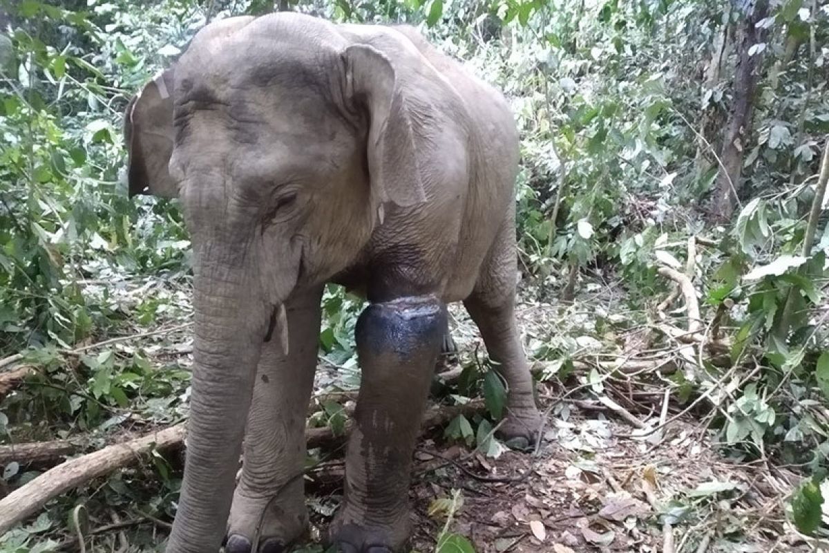 Veterinarian team treats wounded female Sumatran elephant in East Aceh