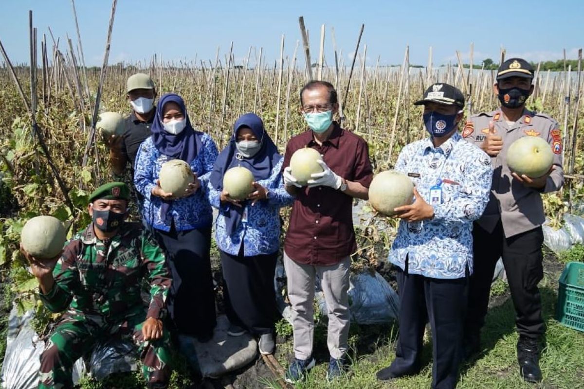 Petani Magetan panen melon kualitas super di masa pandemi