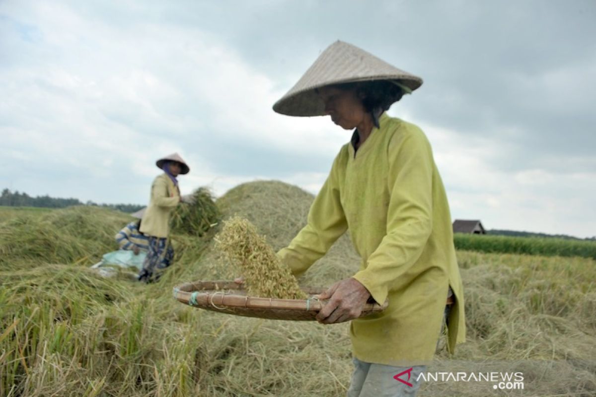 Tingkatkan produksi gabah, Sumsel optimalkan lahan di tiga kabupaten