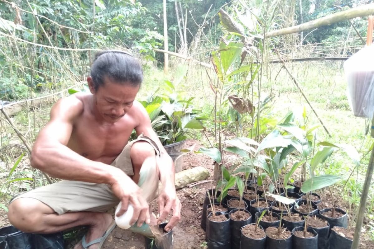 FKH Balangan lakukan pembibitan tanaman enau