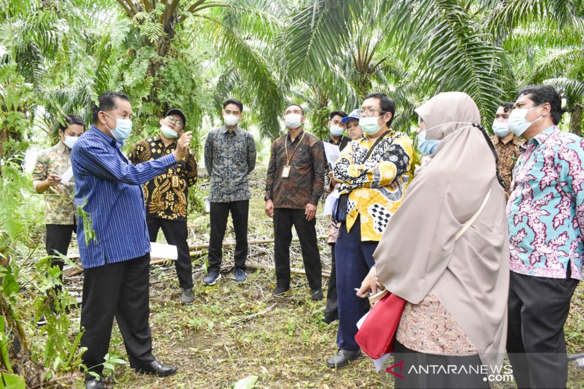 Direktorat Jenderal Pajak  Sumbar-Jambi gali potensi pajak sawit