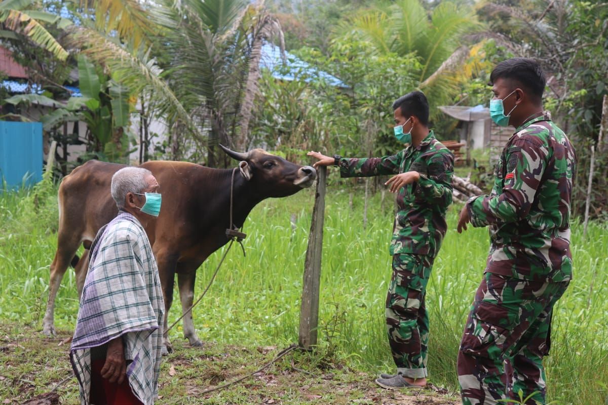 Wujud Kedekatan, Satgas TMMD bantu warga berikan makan sapi