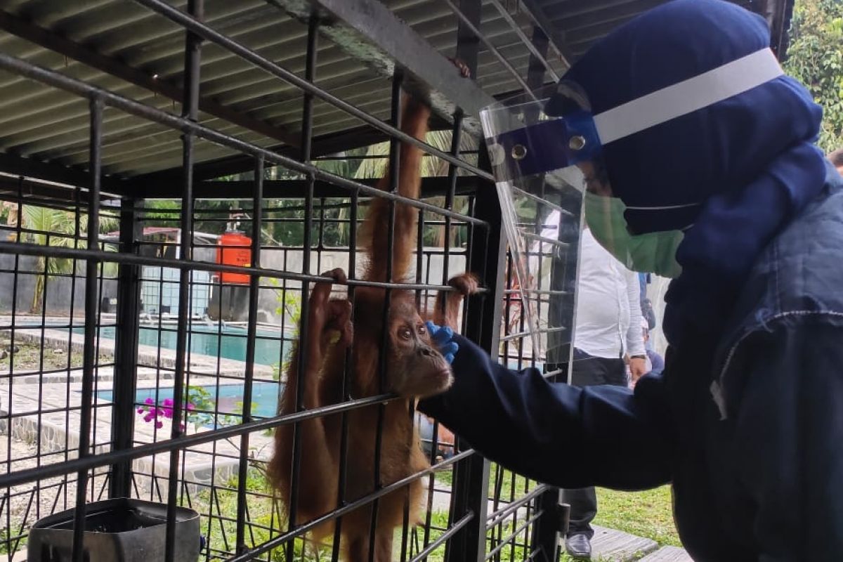 Orangutan, burung elang dan burung beo yang disita di Binjai dibawa ke pusat rehabilitasi satwa di Medan