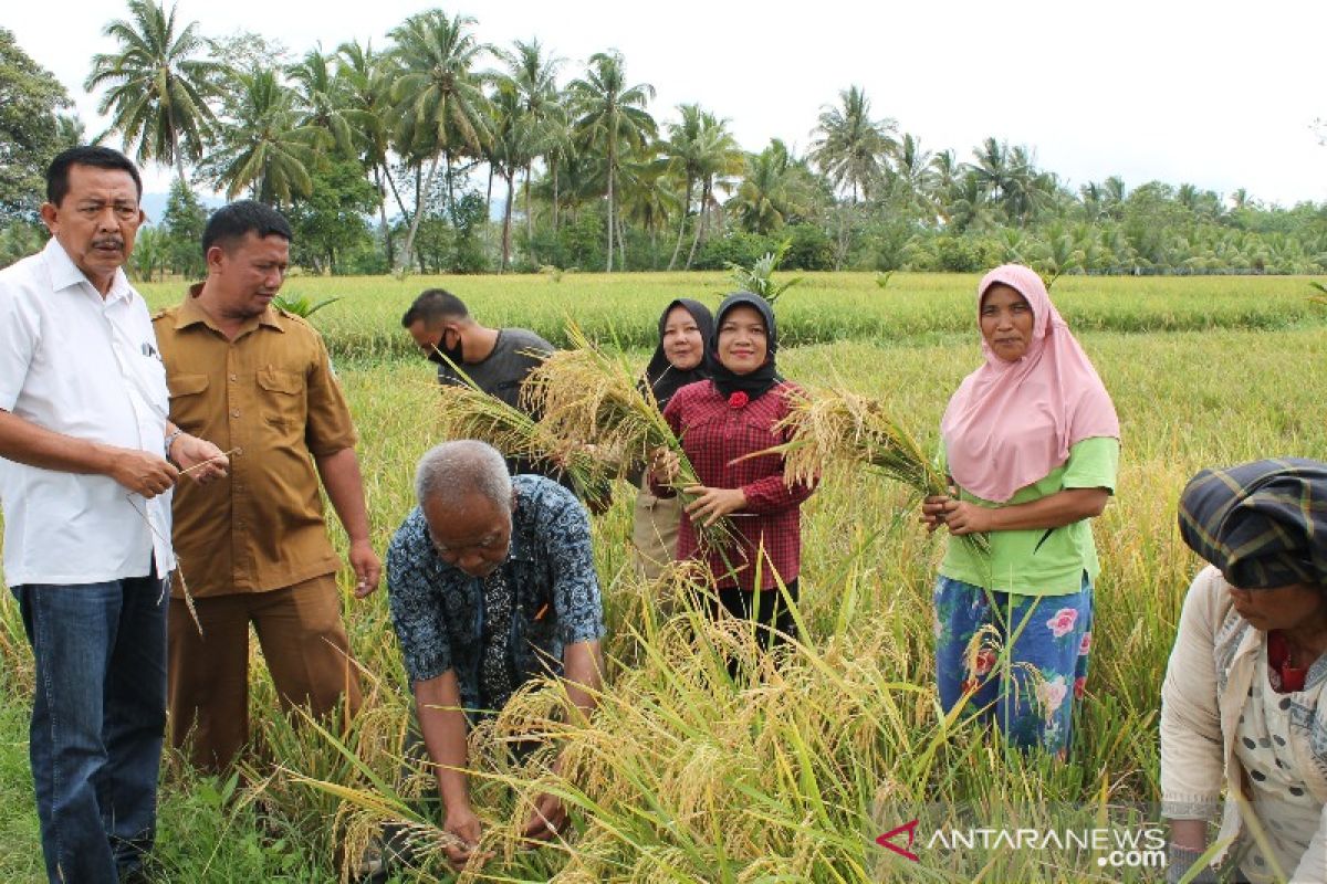 Cuaca dan perlakuan benih pengaruhi hasil produksi petani Tapsel