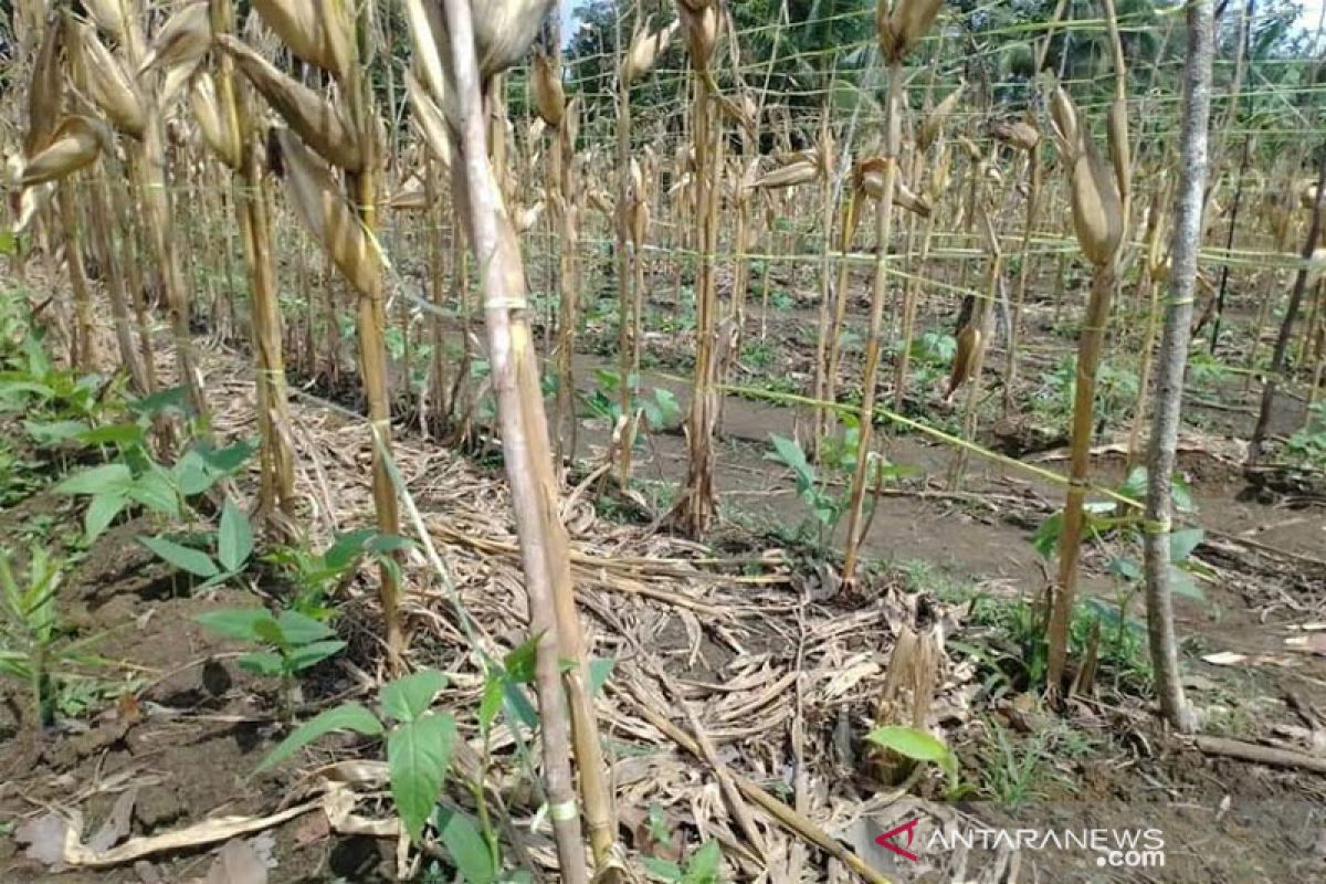Pemkab Barut dorong petani optimalkan lahan pertanian jagung dan sayuran