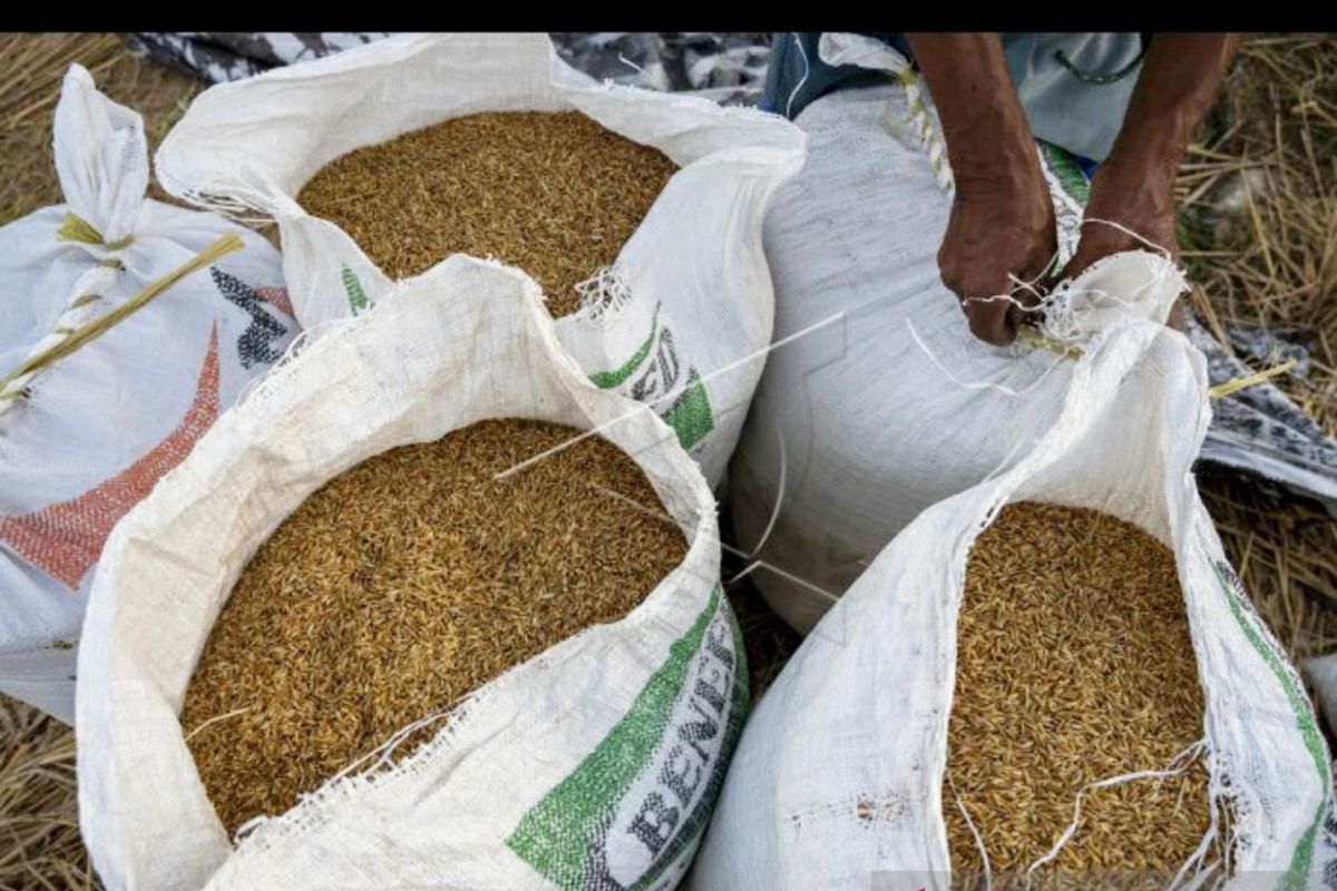 DPRD Sulteng tolak rencana pemerintah impor 1 juta ton beras
