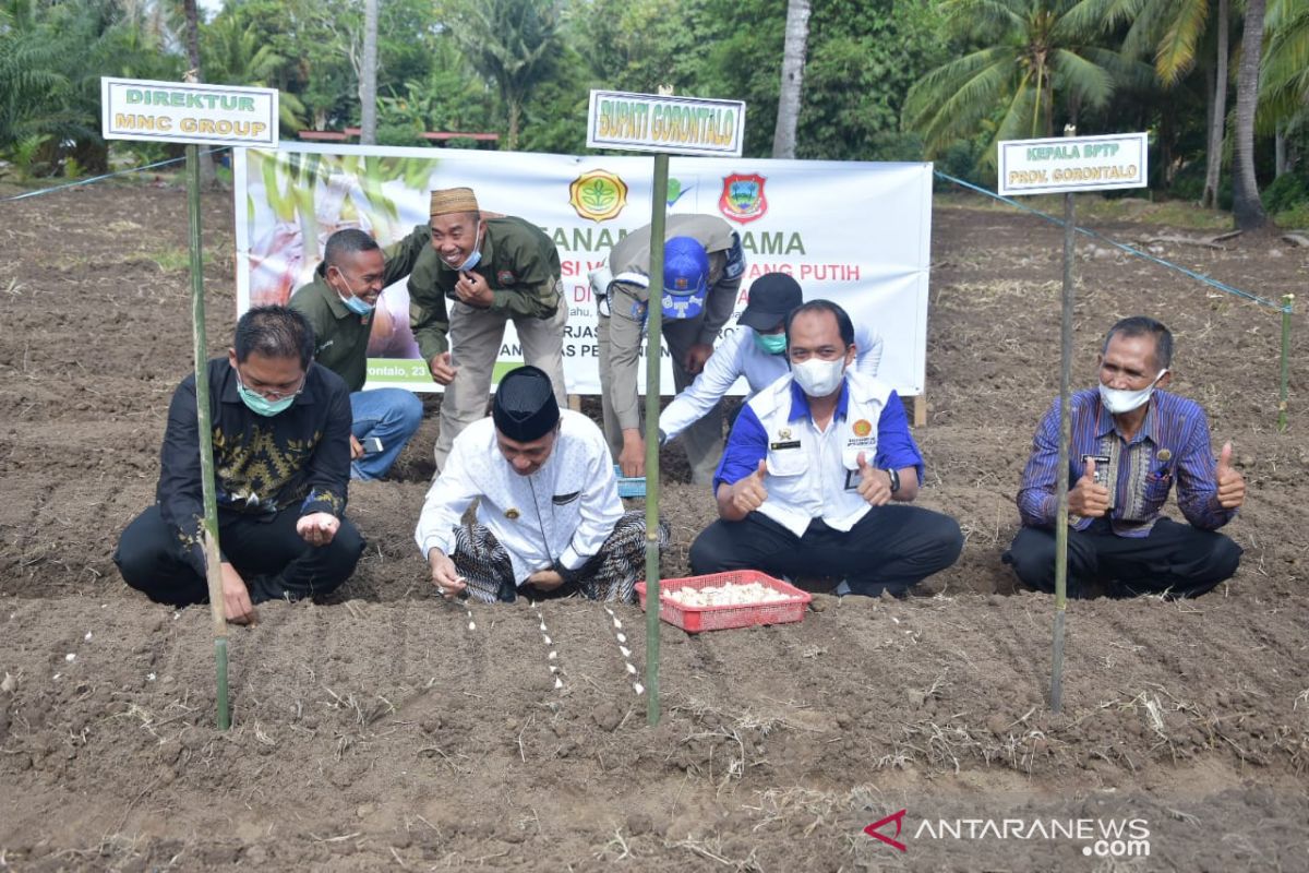 Pemkab Gorontalo dan BPTP kembangkan bawang putih