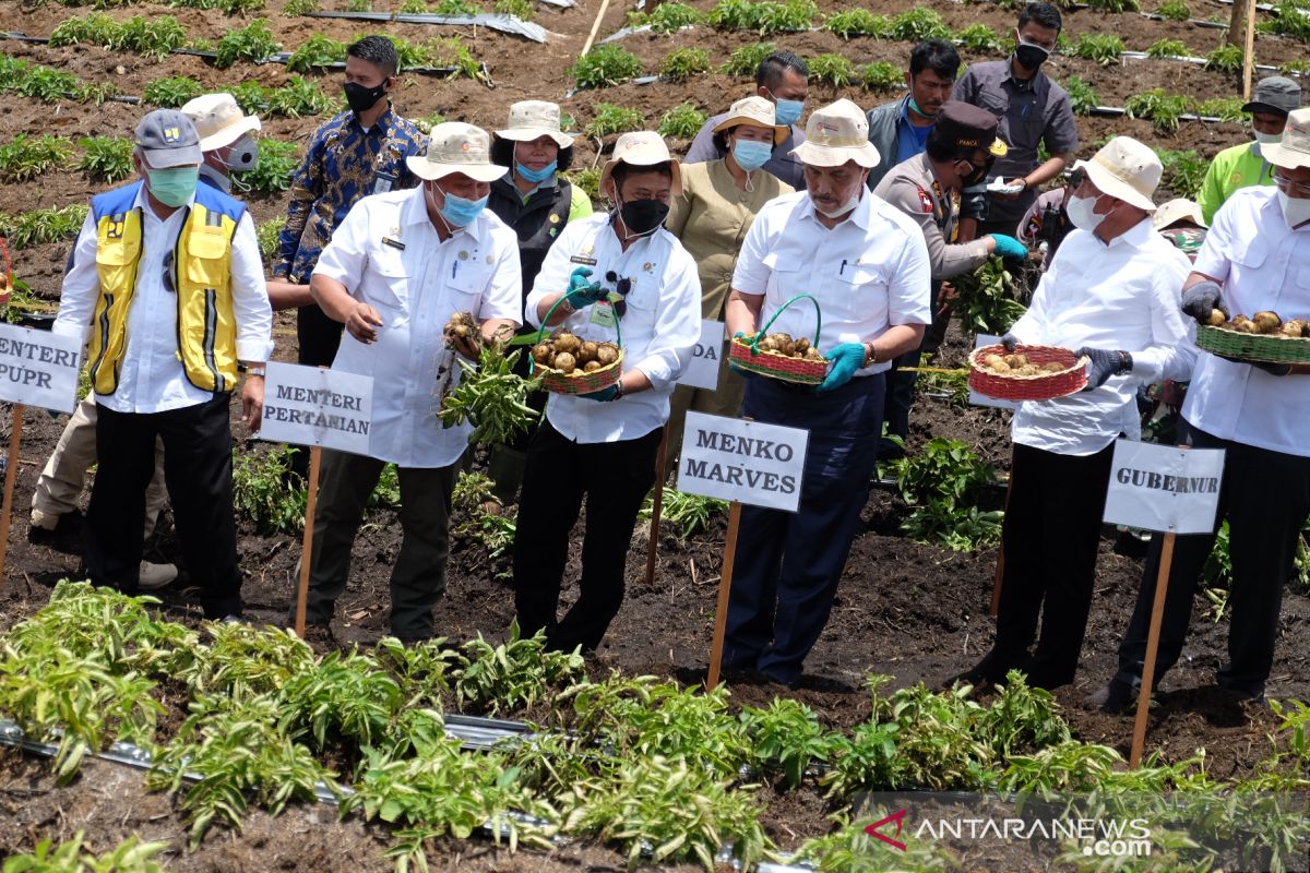 Luhut panen perdana kentang di "food estate" Humbang Hasundutan