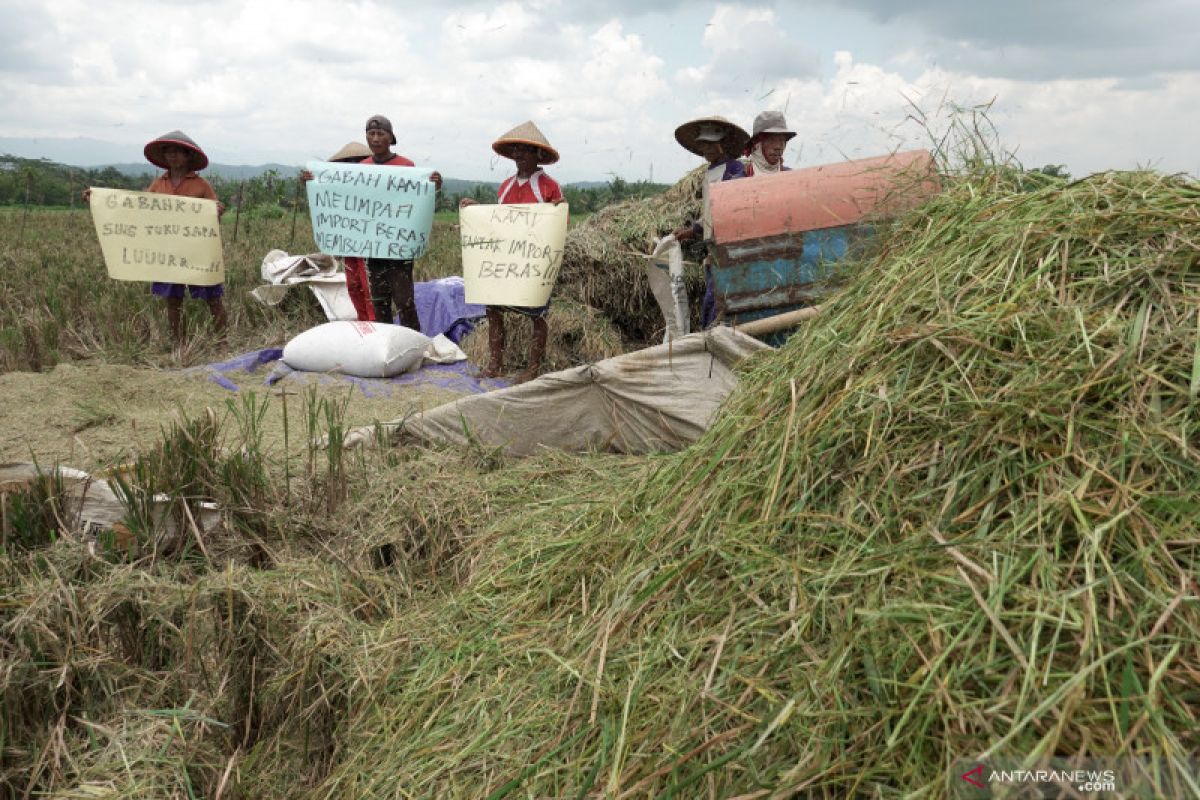 Perpadi: jumlah penggilingan padi over kapasitas 70 persen