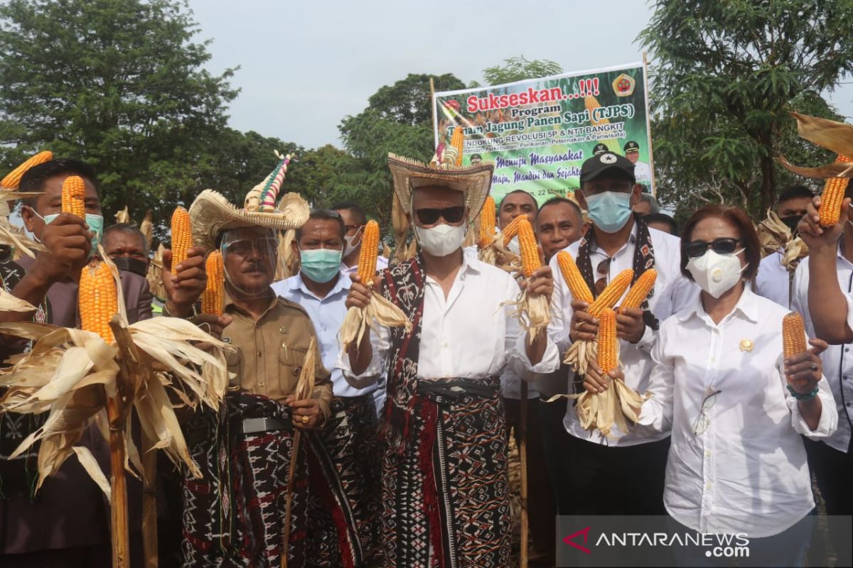 Pemkab Kupang kembang tanaman jagung 1.260 haktare