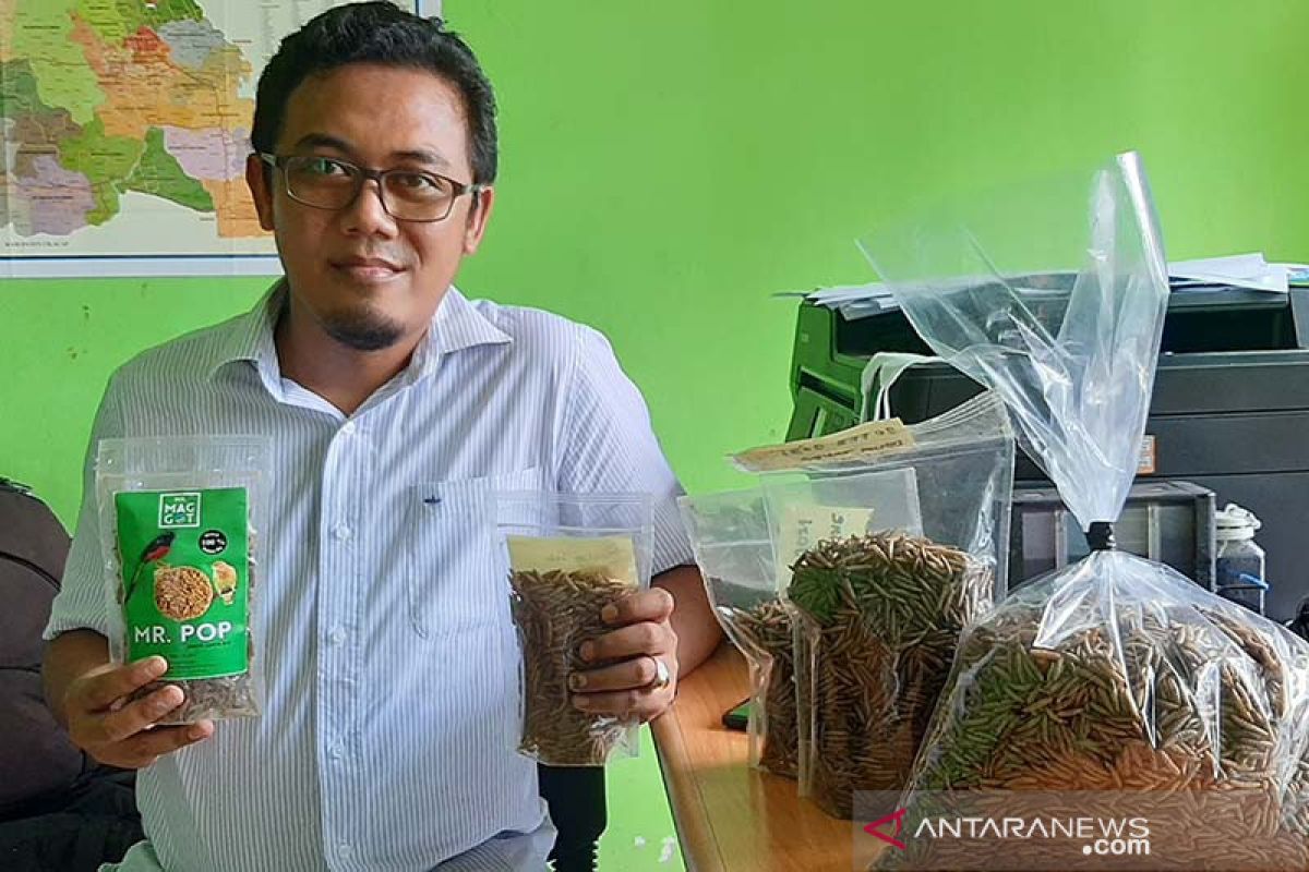 Lebih menguntungkan, pembudi daya maggot di Banyumas bidik pasar lokal