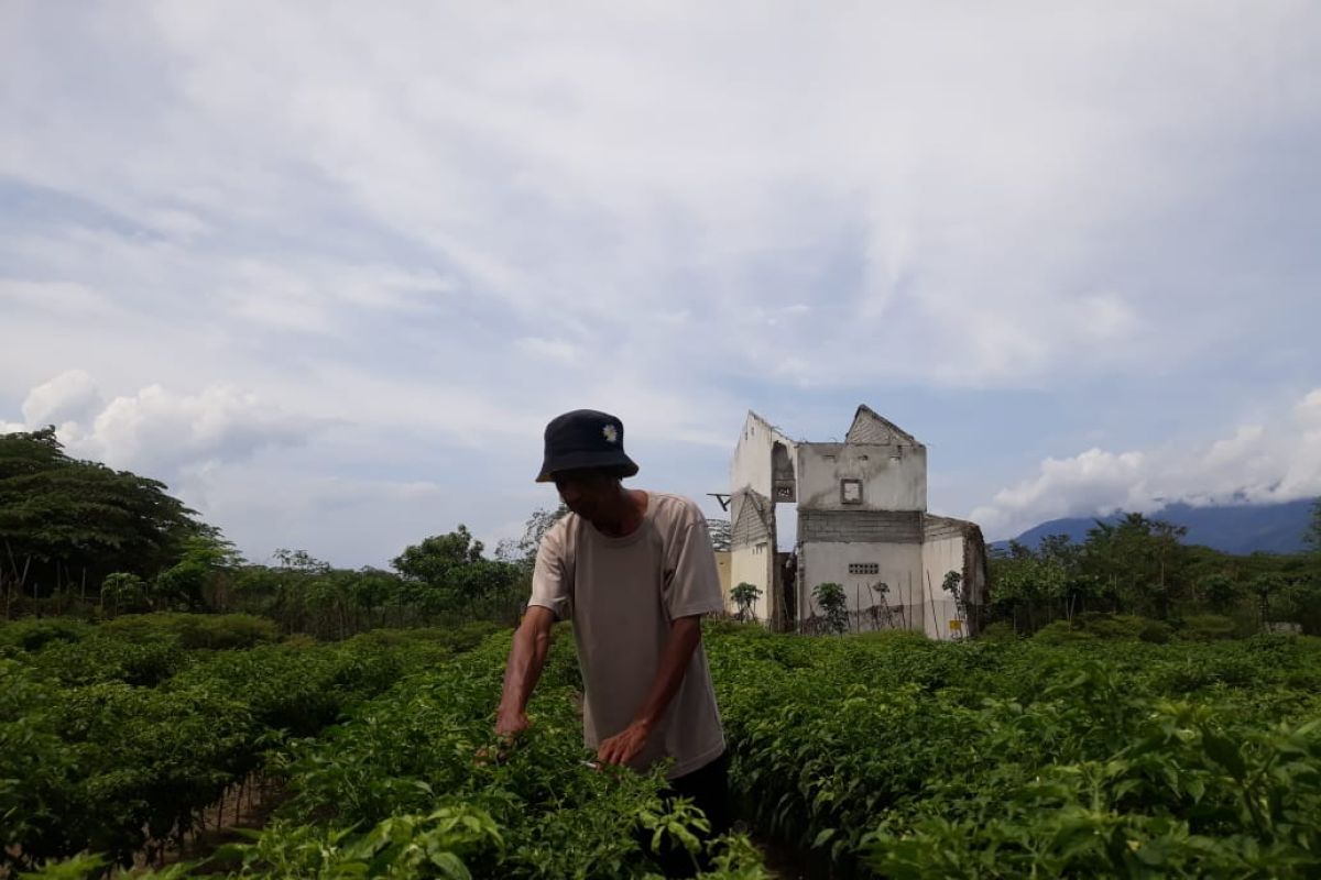 Tanaman palawija petani Desa Lolu Sigi pascagempa hasilkan untung besar