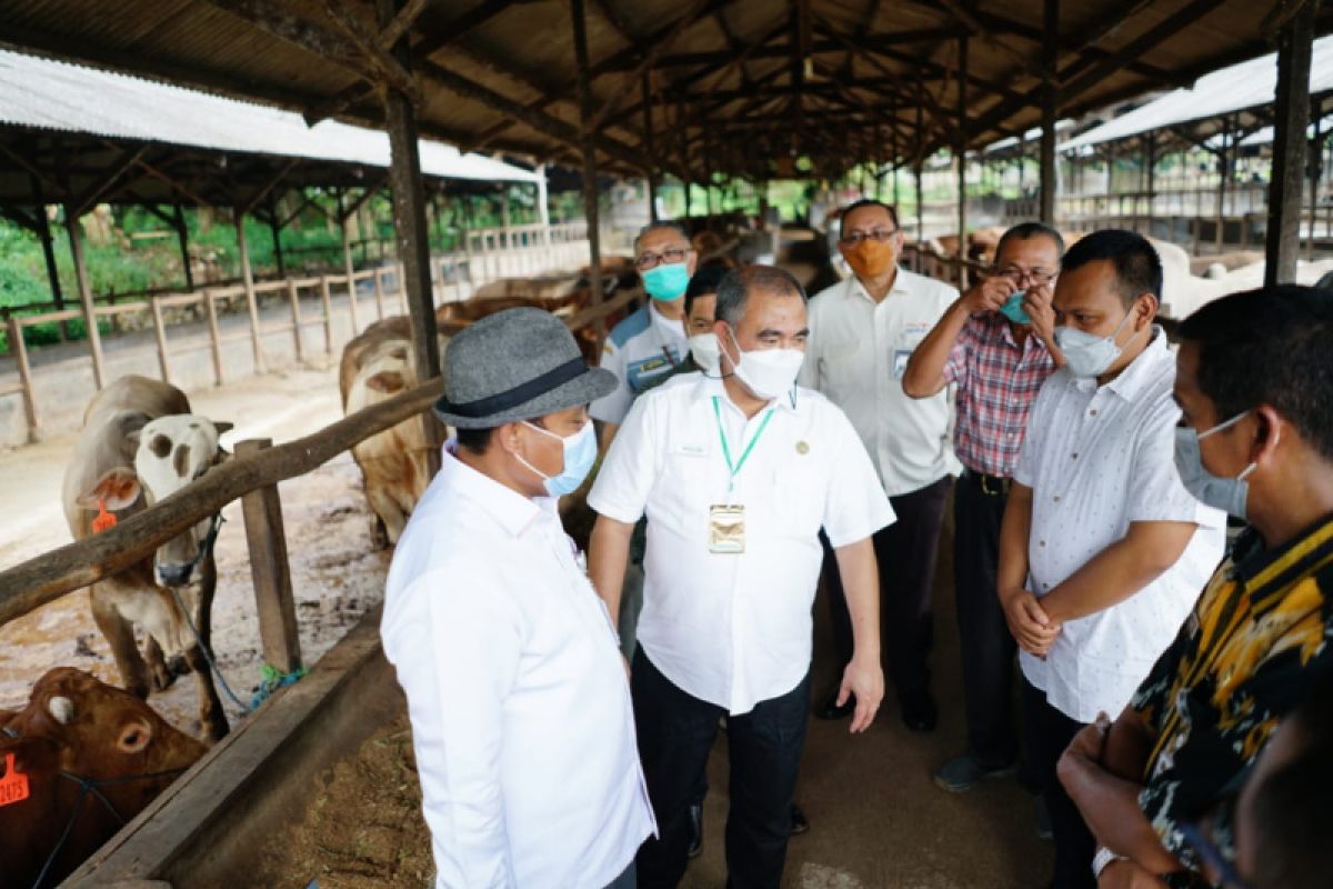 Ramadhan-Idul Fitri, Kementan pastikan stok daging sapi nasional mencukupi