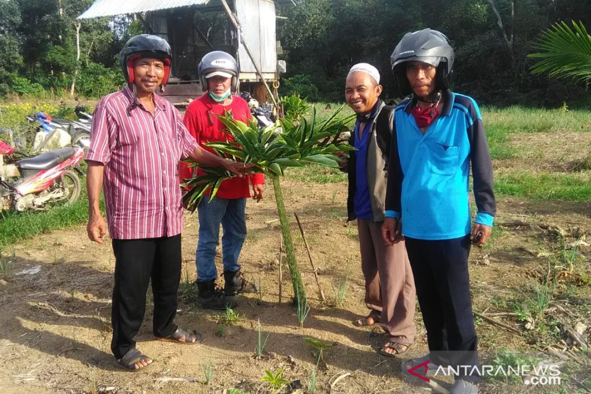 Warga Kabupaten Balangan antusias kembangkan tanaman porang