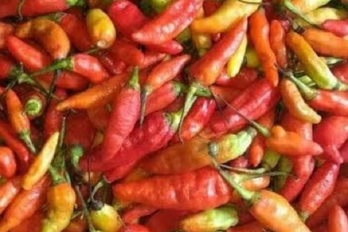 Harga cabai rawit di Jayapura capai Rp 150.000/kg