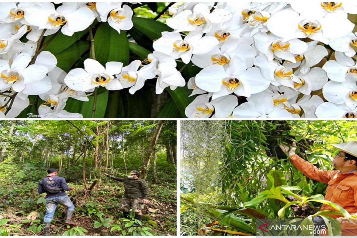 Hundreds of natural orchid grow in Meratus Orchid Garden