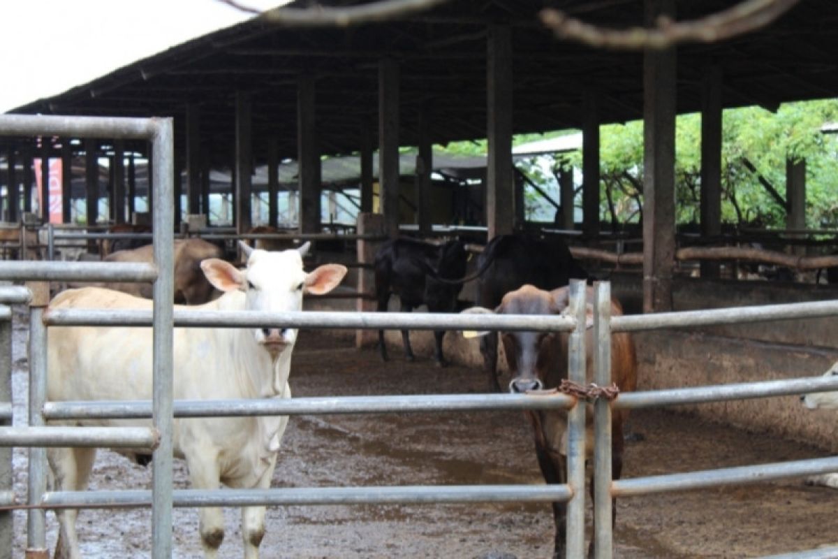 Anggota Komisi VI apresiasi rencana akuisisi peternakan sapi Belgia