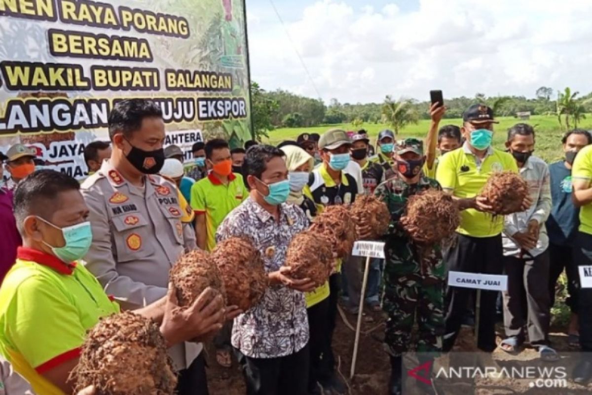 Balangan enthusiastic about growing umbi porang plants