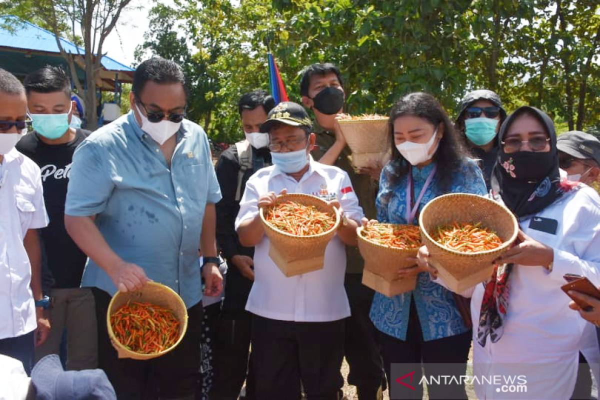 Rachmat Gobel panen komoditas hortikultura di Gorontalo Utara