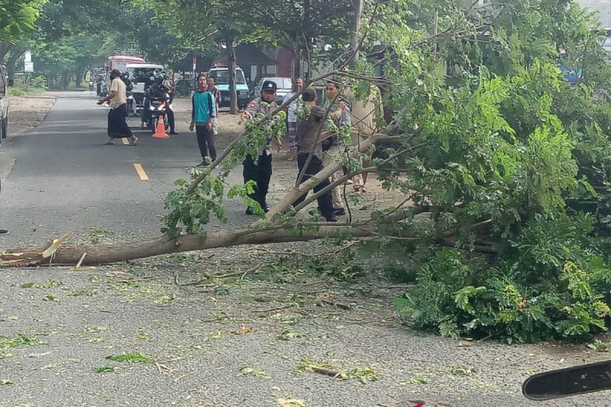 Polsek Gangga berikan pengamanan penebangan pohon oleh Dinas PU dan PLN