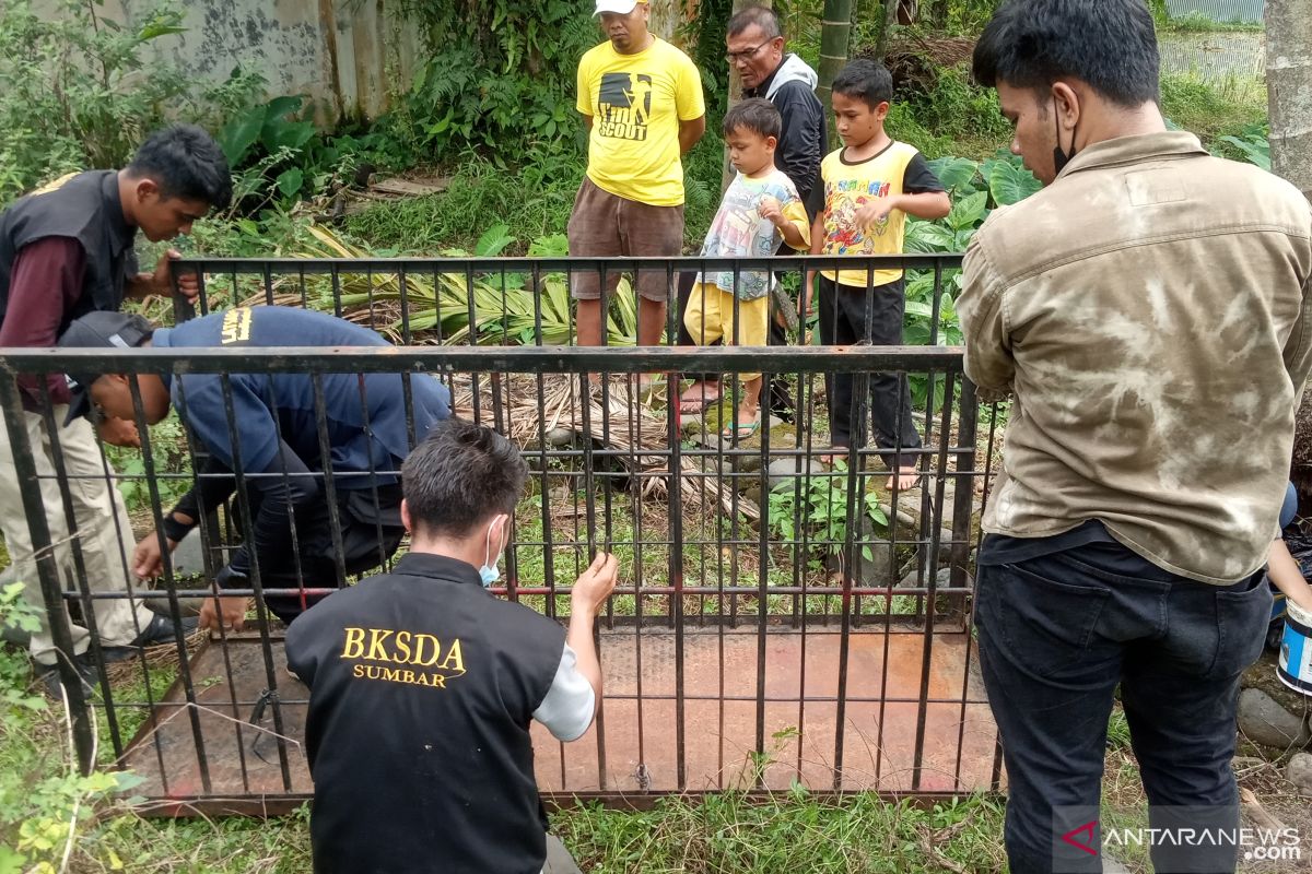 Beruk resahkan warga-siswa SMK Plus Perbankan Bugenvil Agam