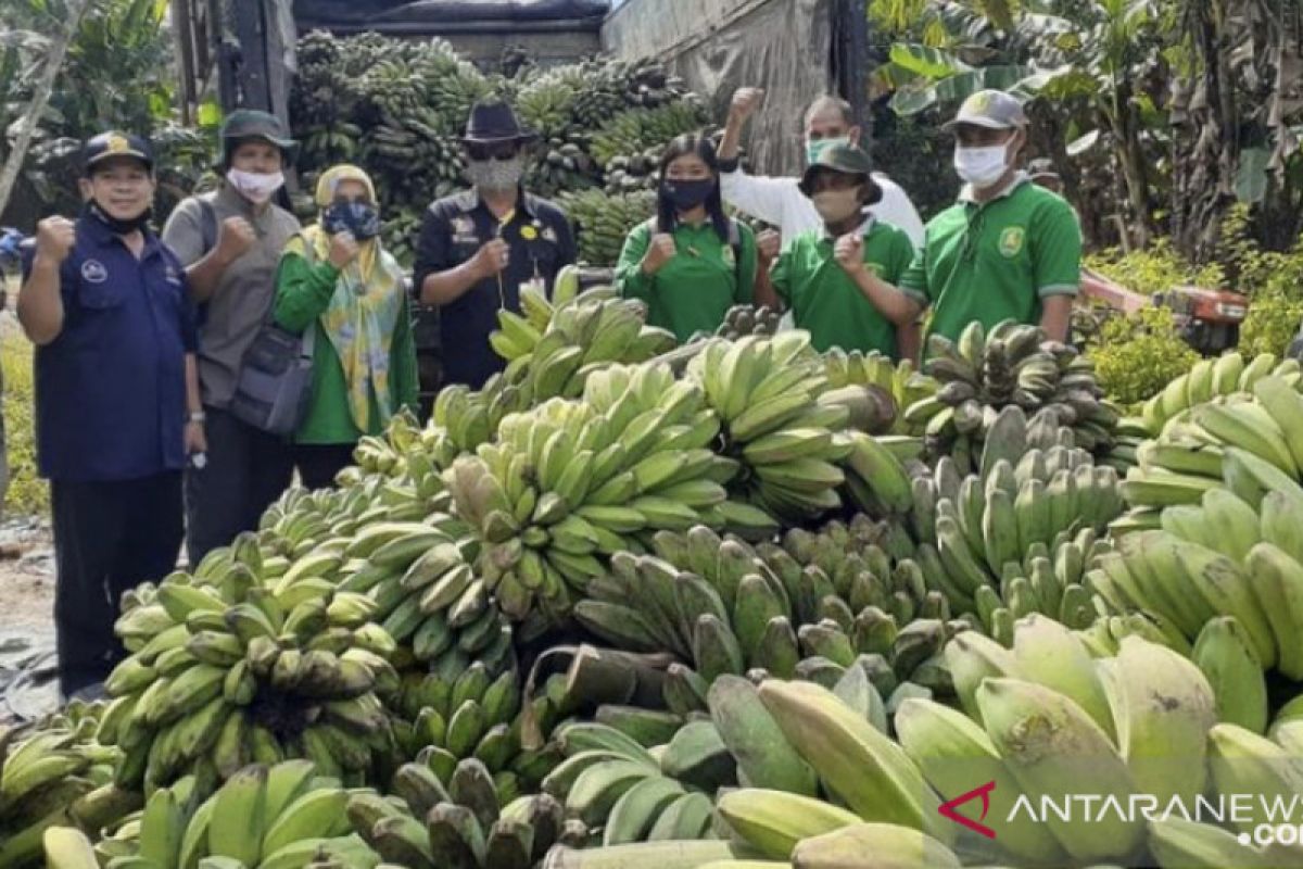 DPTPH Kaltim kembangkan sentra kawasan pisang  seluas 75 hektare