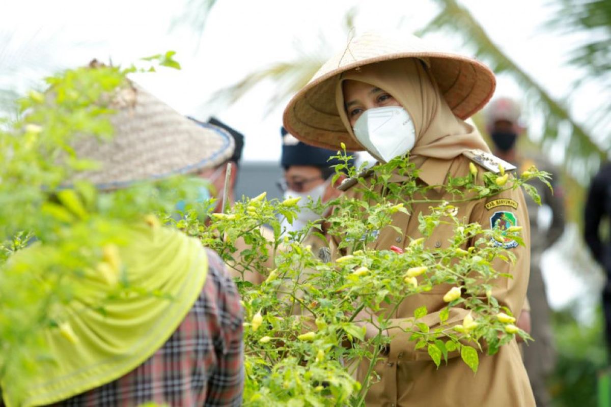 Banyuwangi  jadi penyangga komoditas cabai rawit nasional