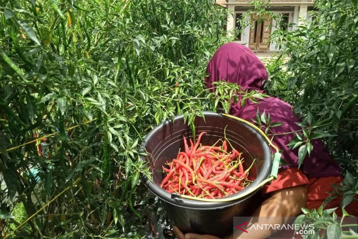 Petani cabai di Alahan Panjang Kabupaten Solok bergairah, harga naik jadi Rp45.000 per kilogram