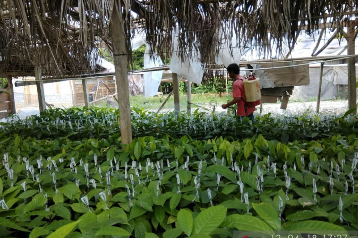 Cargill-Nestle dukung petani kakao Sulawesi kembangkan produksi