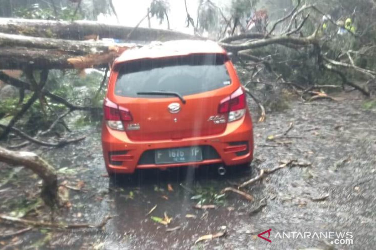Pohon tumbang sebabkan antrean panjang kendaraan dari Bogor menuju Cianjur
